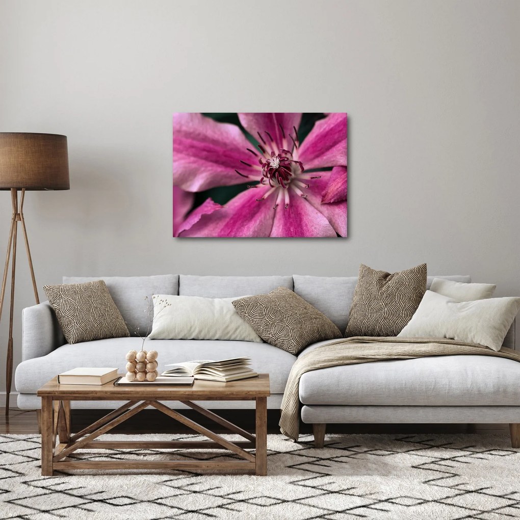 Obraz ružového kvetu plamienku (70x50 cm)