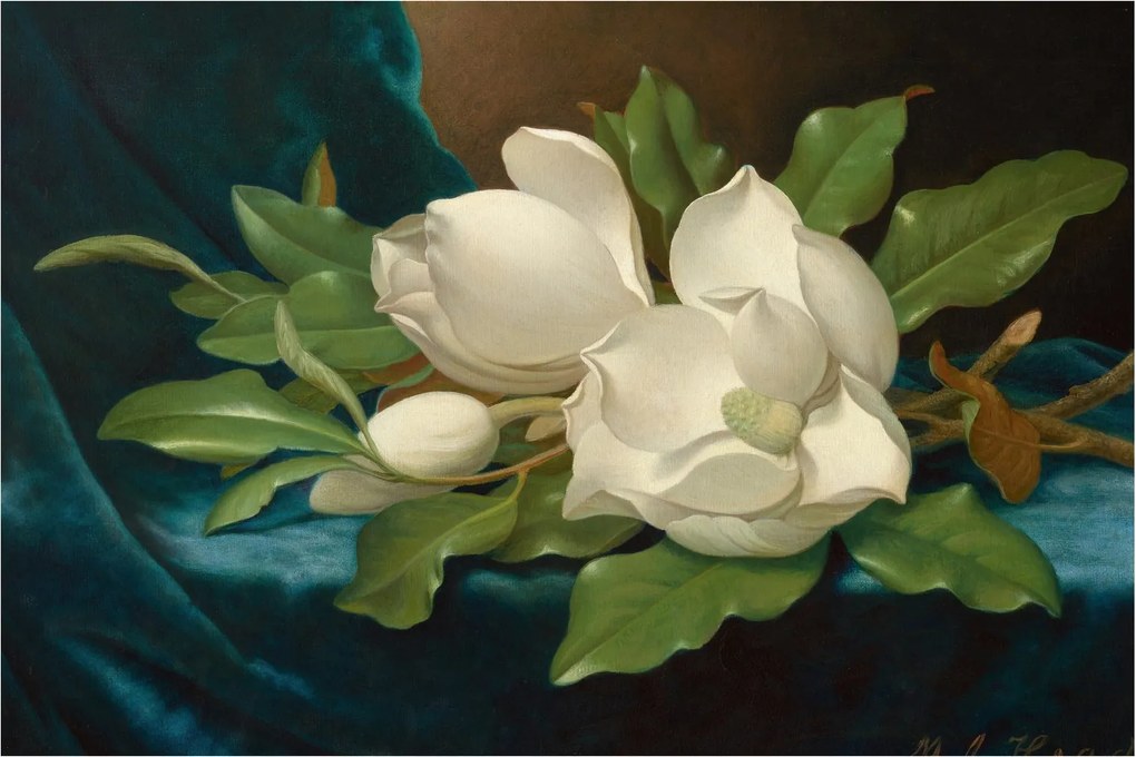 Obraz - Martin Johnson Heade, Giant Magnolias on a Blue Velvet Cloth, reprodukcia (90x60 cm)