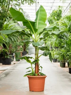 Banánovník Musa tropicana stem 50x240 cm