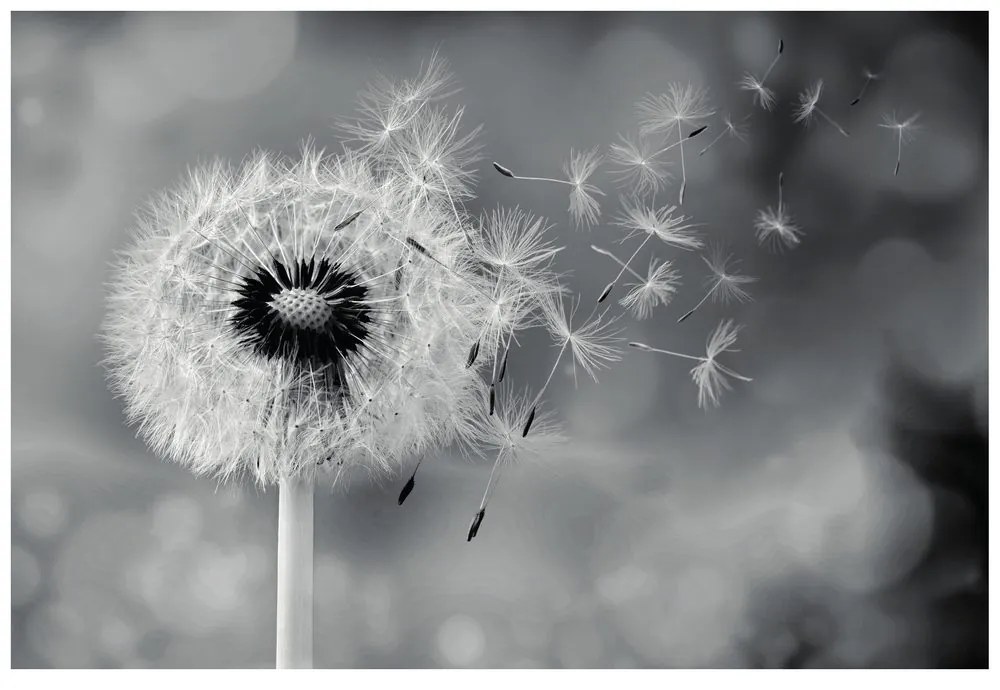 Samolepiaca fototapeta čarovná čiernobiela púpava