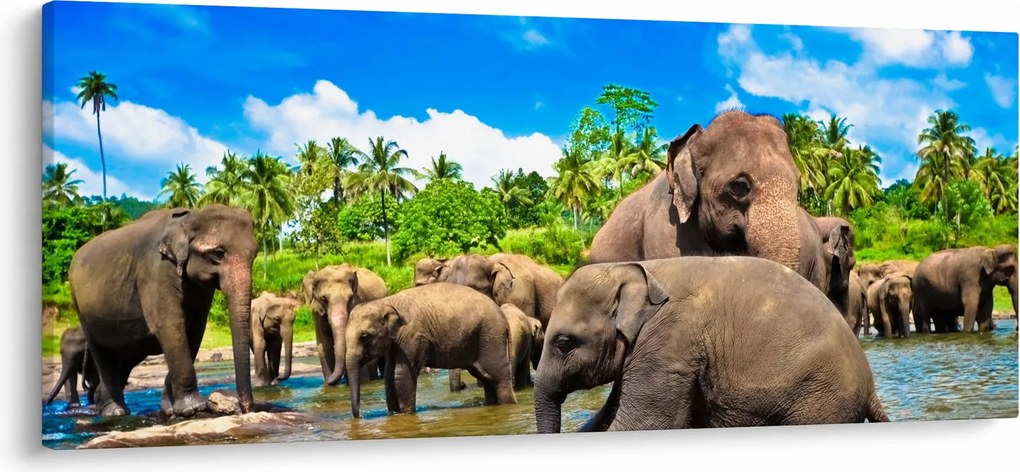 Obraz - Slony, Sri Lanka (120x50 cm)