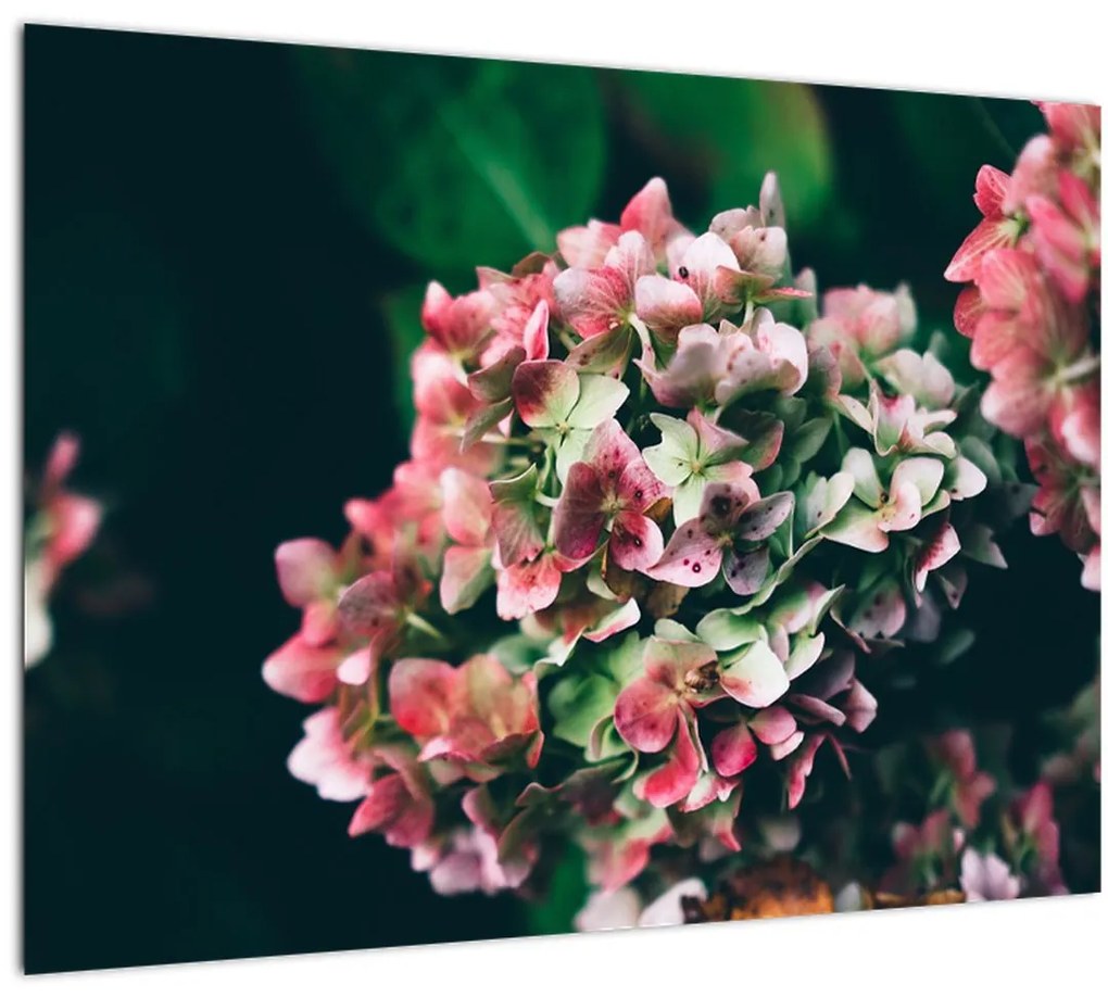 Obraz - Detail Hortenzie (70x50 cm)