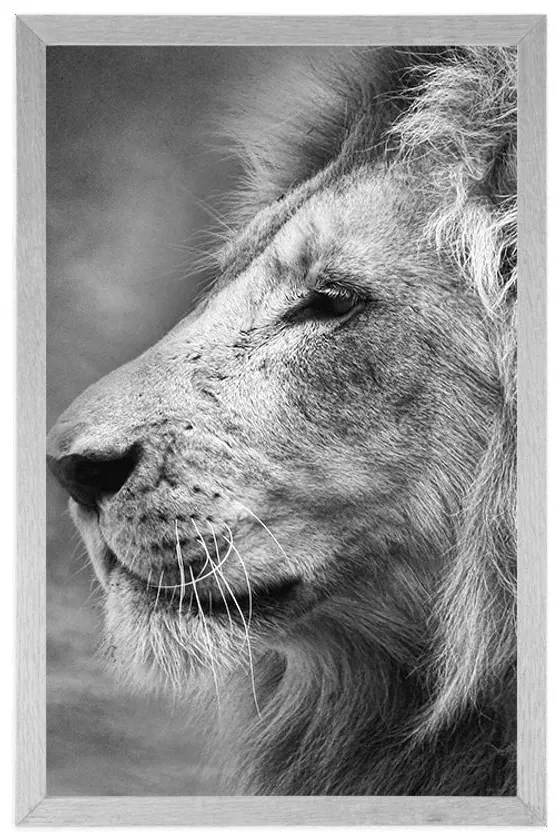 Plagát africký lev v čiernobielom prevedení - 60x90 white