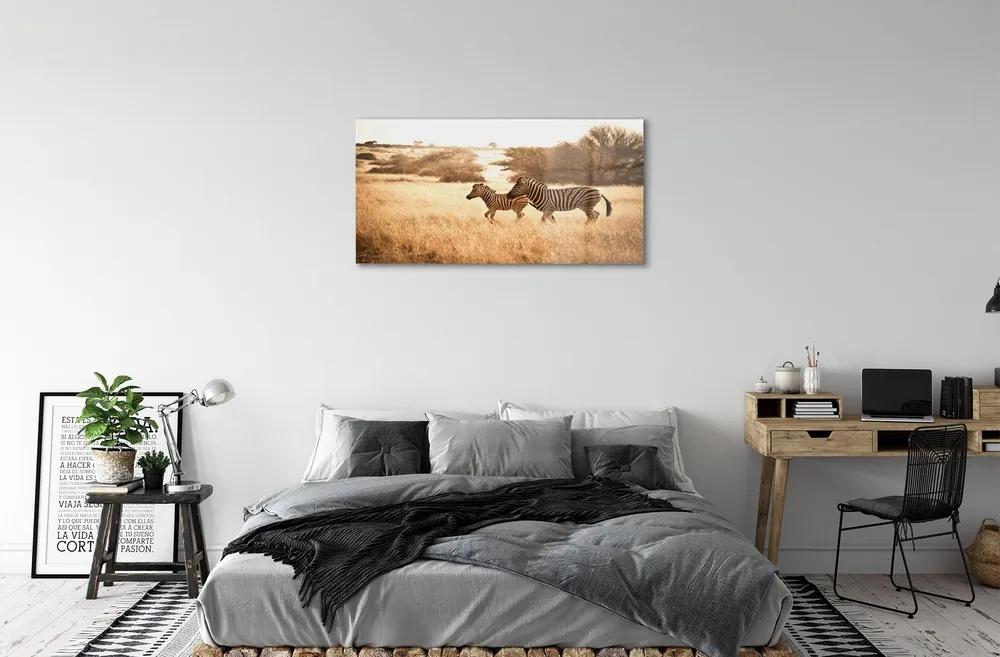 Sklenený obraz Zebra poľa sunset 125x50 cm