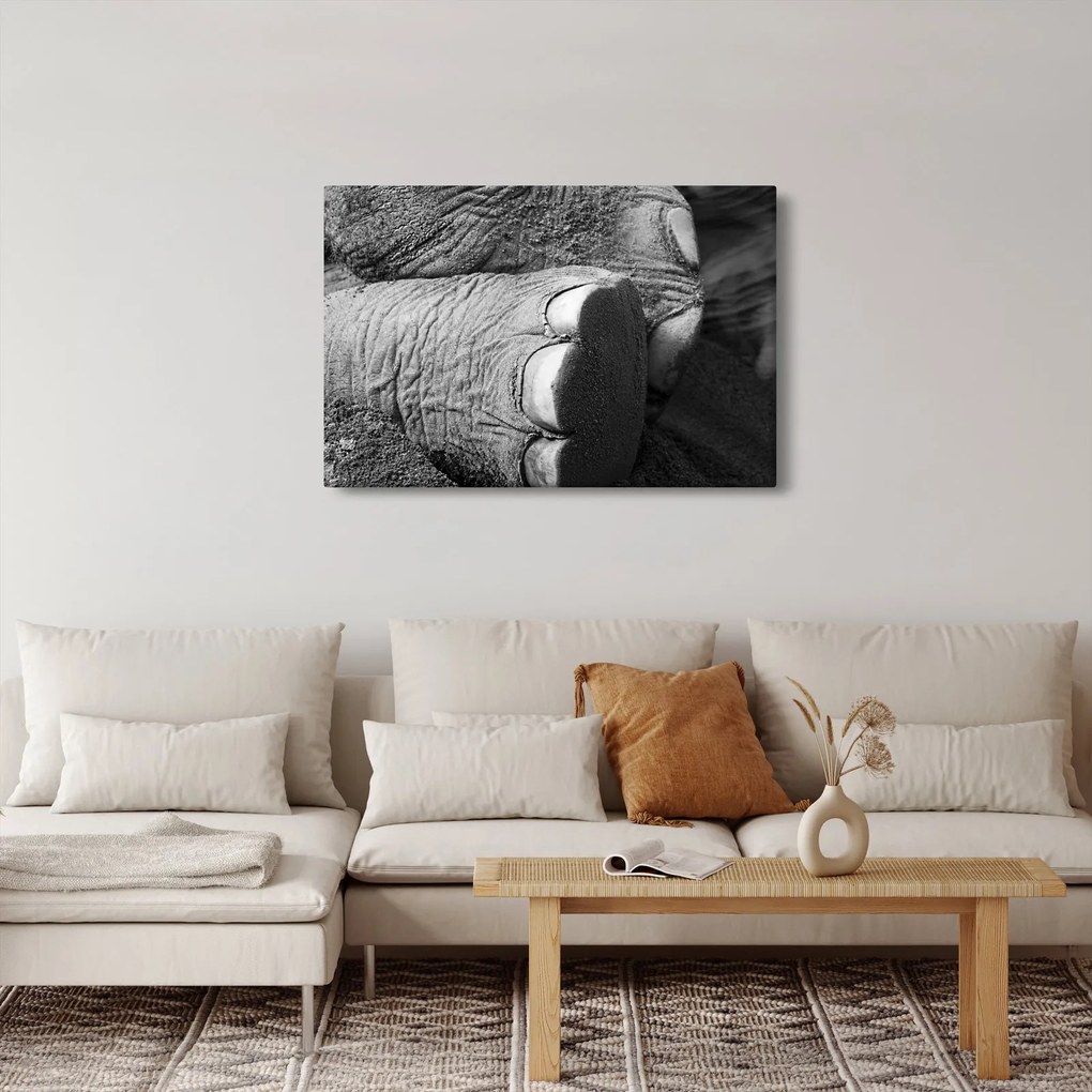Obraz - Slonia noha (90x60 cm)