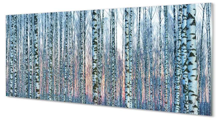 Obraz plexi Brezového lesa pri západe slnka 120x60 cm