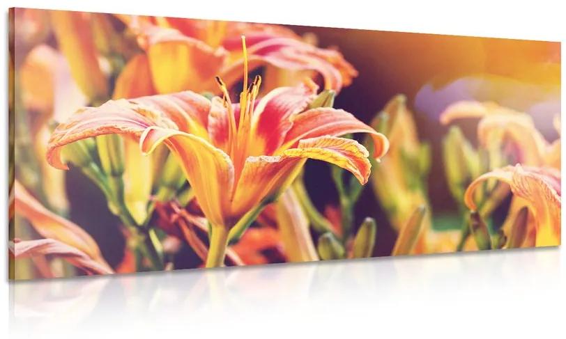 Obraz nádherne kvitnúce záhradné kvety Varianta: 100x50