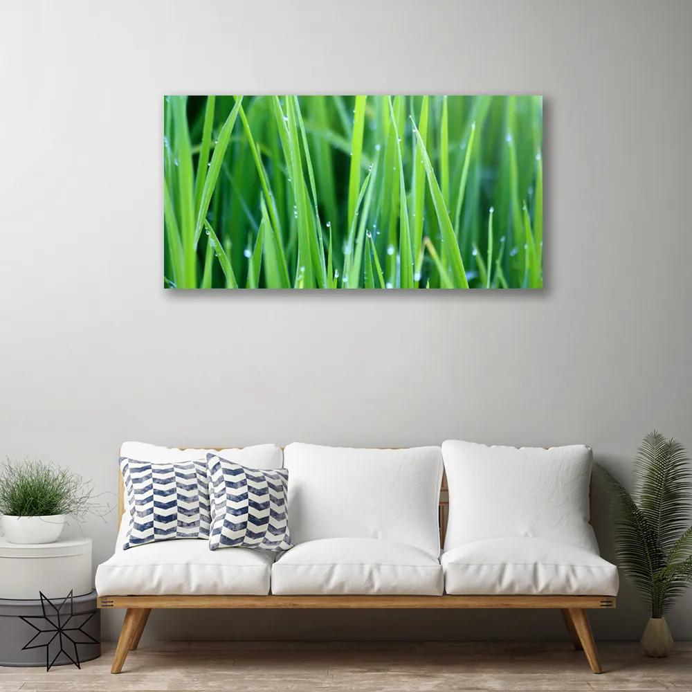 Obraz Canvas Tráva kvapky rastlina príroda 140x70 cm