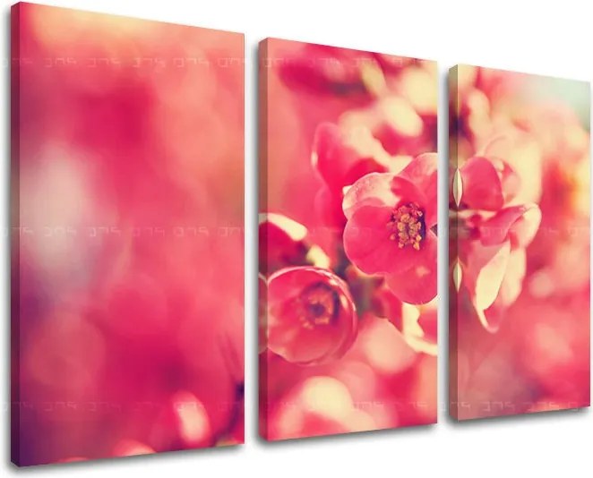 Obraz na stenu 3 dielny KVETY KV072E30 - 60x40 cm