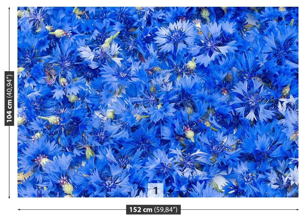Fototapeta Vliesová Modré nevädze 104x70 cm