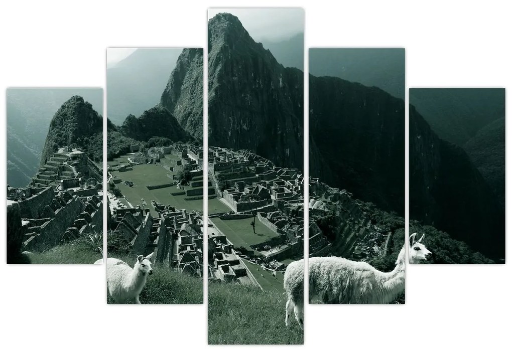 Obraz - Lamy na Machu Picchu v Peru (150x105 cm)
