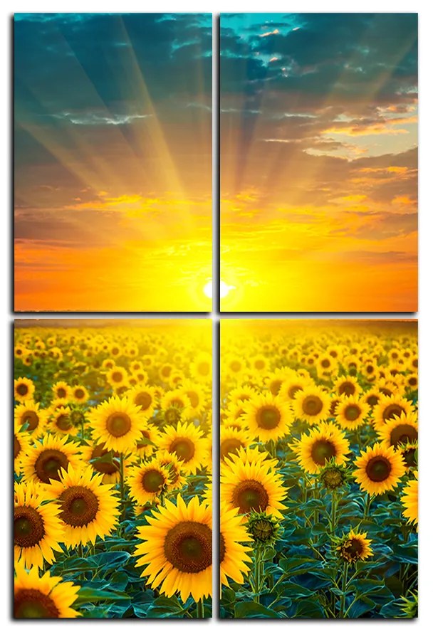 Obraz na plátne - Slnečnicové pole pri západe slnka - obdĺžnik 7199D (120x80 cm)