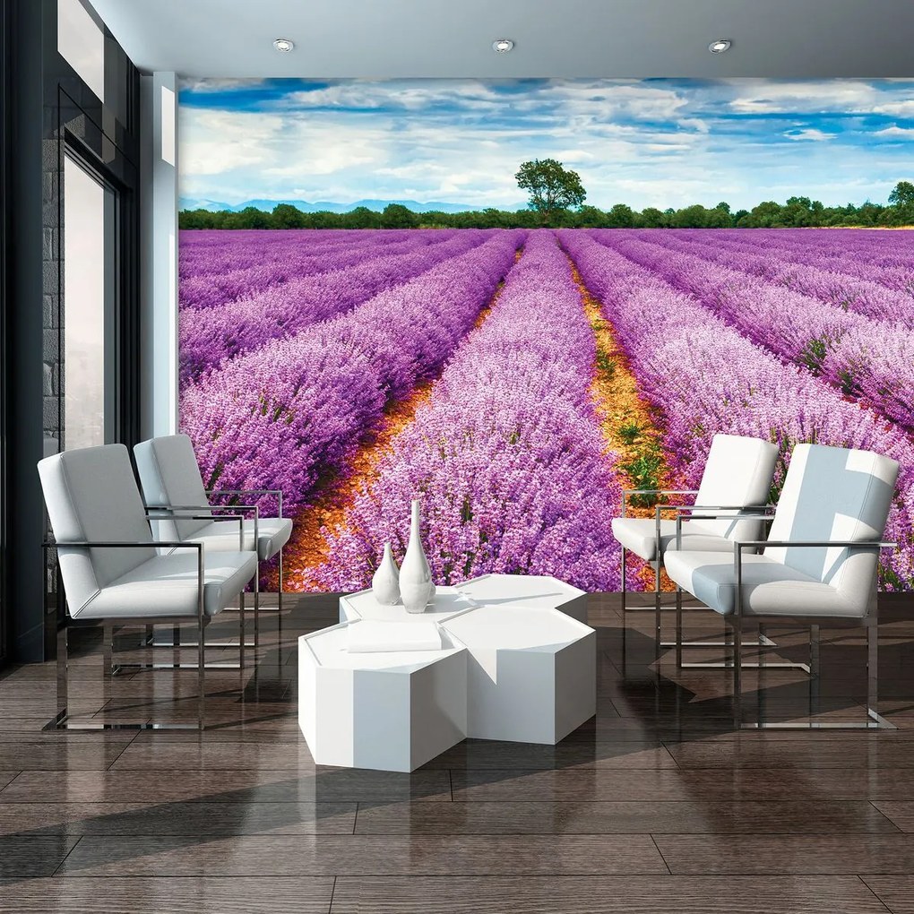Fototapeta - Levanduľové polia (152,5x104 cm)