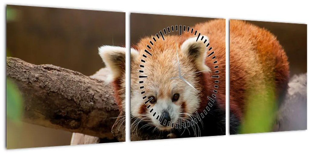 Obraz pandy červenej (s hodinami) (90x30 cm)