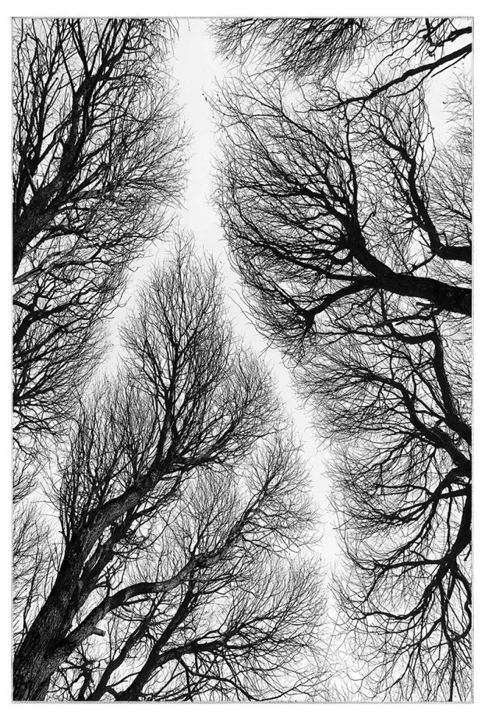 Sada 2 kusů koupelnových předložek Tree černá/bílá