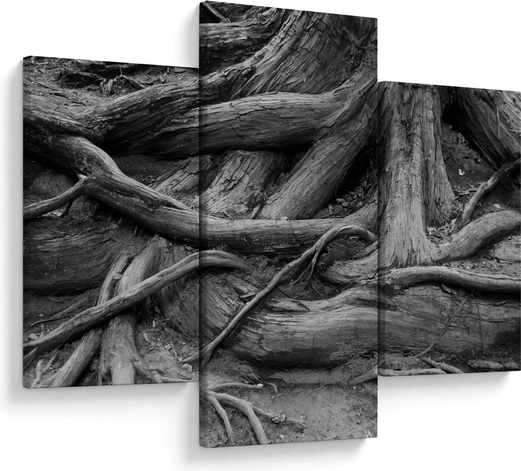 Obraz - Korene stromu (90x60 cm)