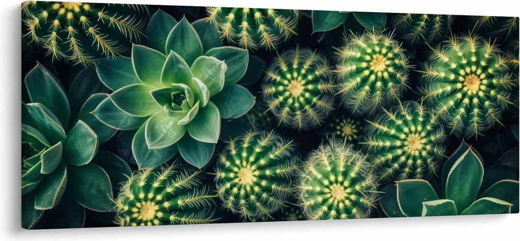 Obraz - Kaktusy (120x50 cm)