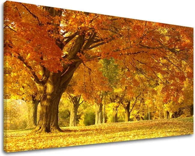 Obraz na stenu STROMY