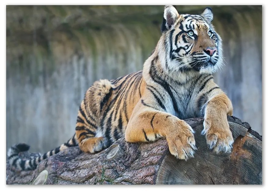 Obrázok fotografia na stenu akrylový Tiger pl-oa-100x70-f-97013441