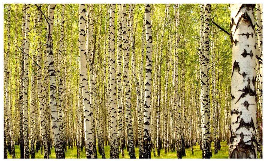 Artgeist Fototapeta - Birch forest Veľkosť: 196x154, Verzia: Samolepiaca