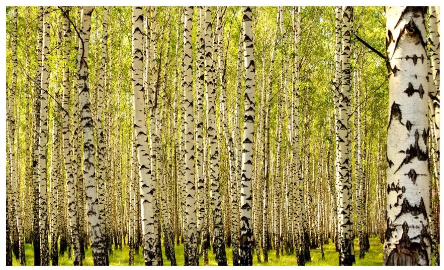 Artgeist Fototapeta - Birch forest Veľkosť: 300x210, Verzia: Premium