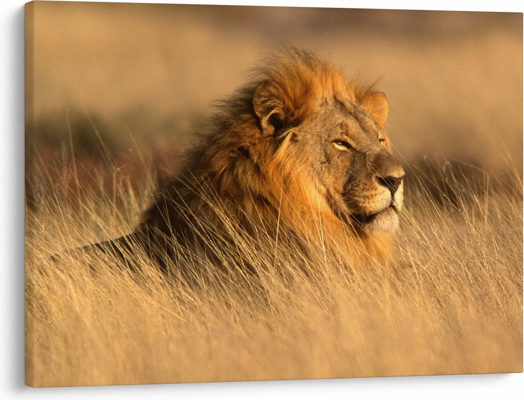 Obraz - Národný park Etosha (70x50 cm)