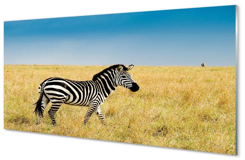 Obraz na akrylátovom skle Zebra box 140x70 cm