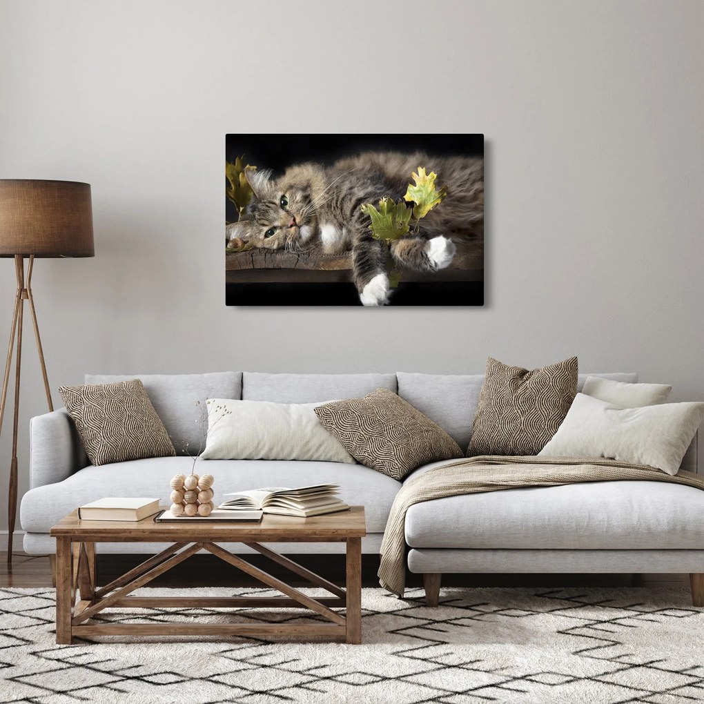 Obraz - Ležiaca mačka (90x60 cm)