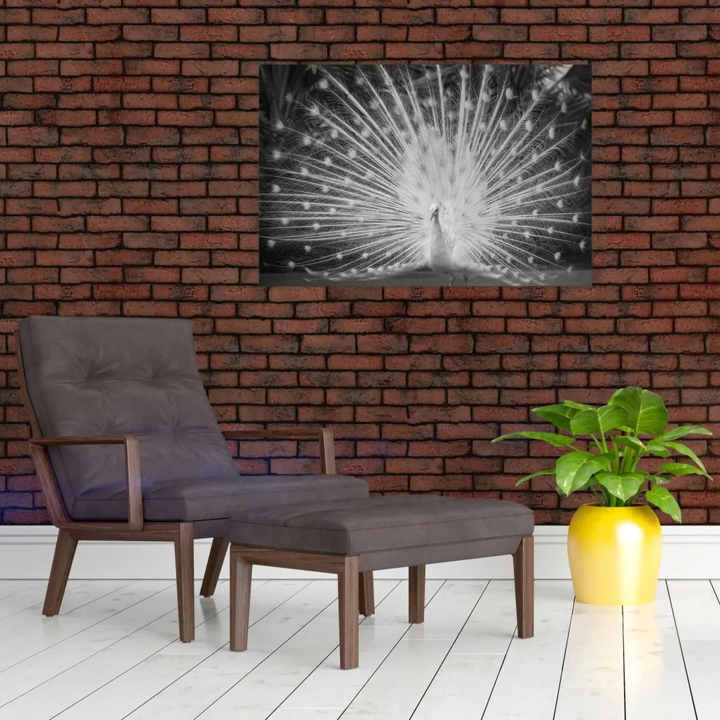 Obraz - Biely páv (90x60 cm)