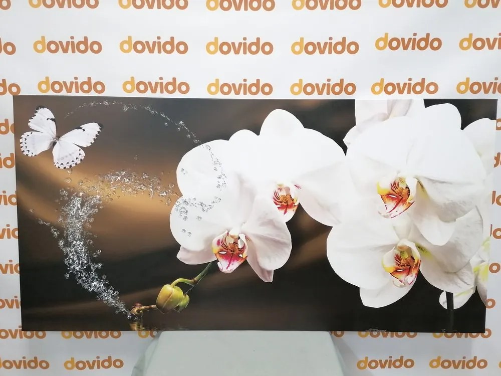 Obraz orchidea a motýľ