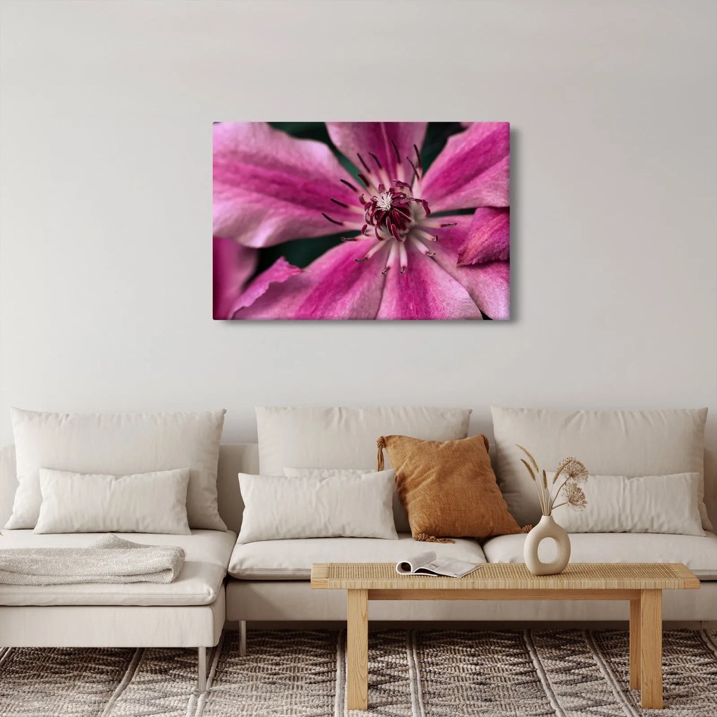 Obraz ružového kvetu plamienku (90x60 cm)