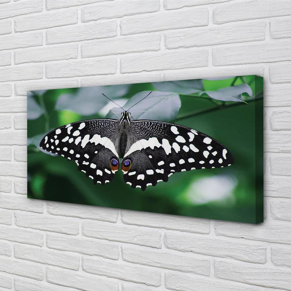 Obraz na plátne Farebný motýľ lístia 100x50 cm