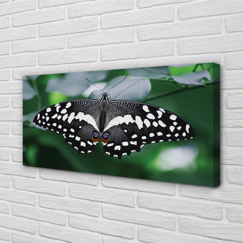 Obraz na plátne Farebný motýľ lístia 120x60 cm