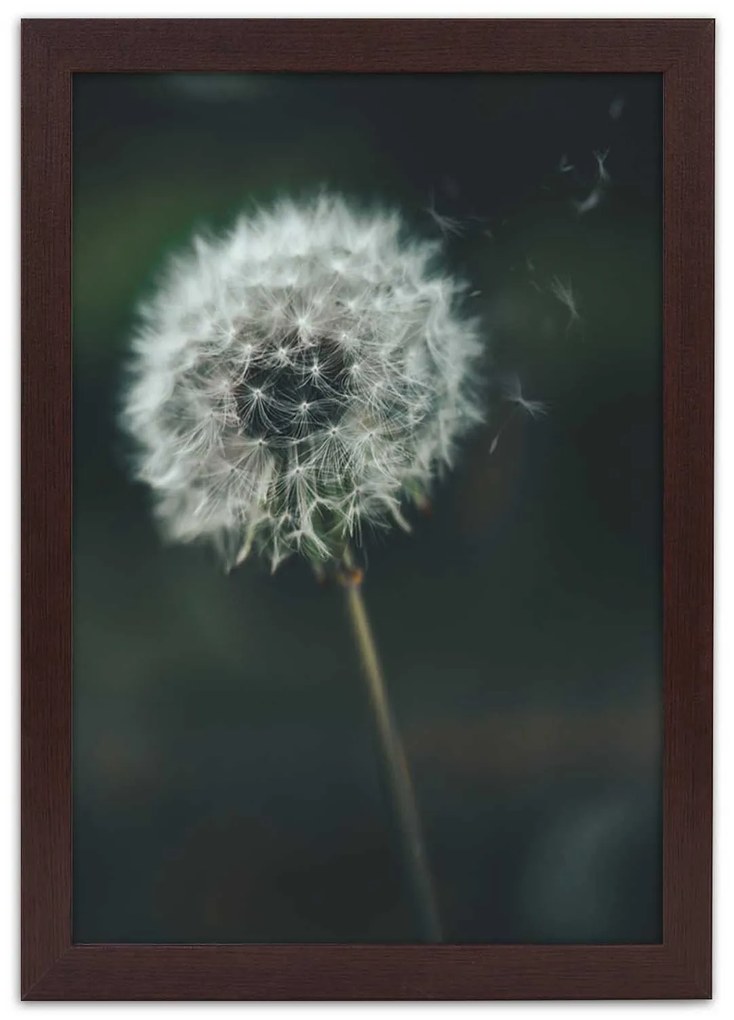 Gario Plagát Púpava vo vetre Farba rámu: Bez rámu, Rozmery: 70 x 100 cm