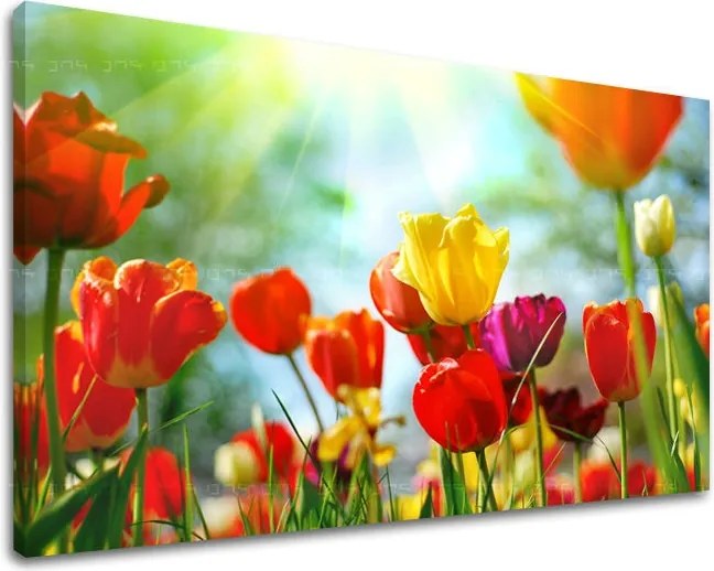 Obraz na stenu KVETY TULIPÁNY XOBKV145E11 - 100x150 cm
