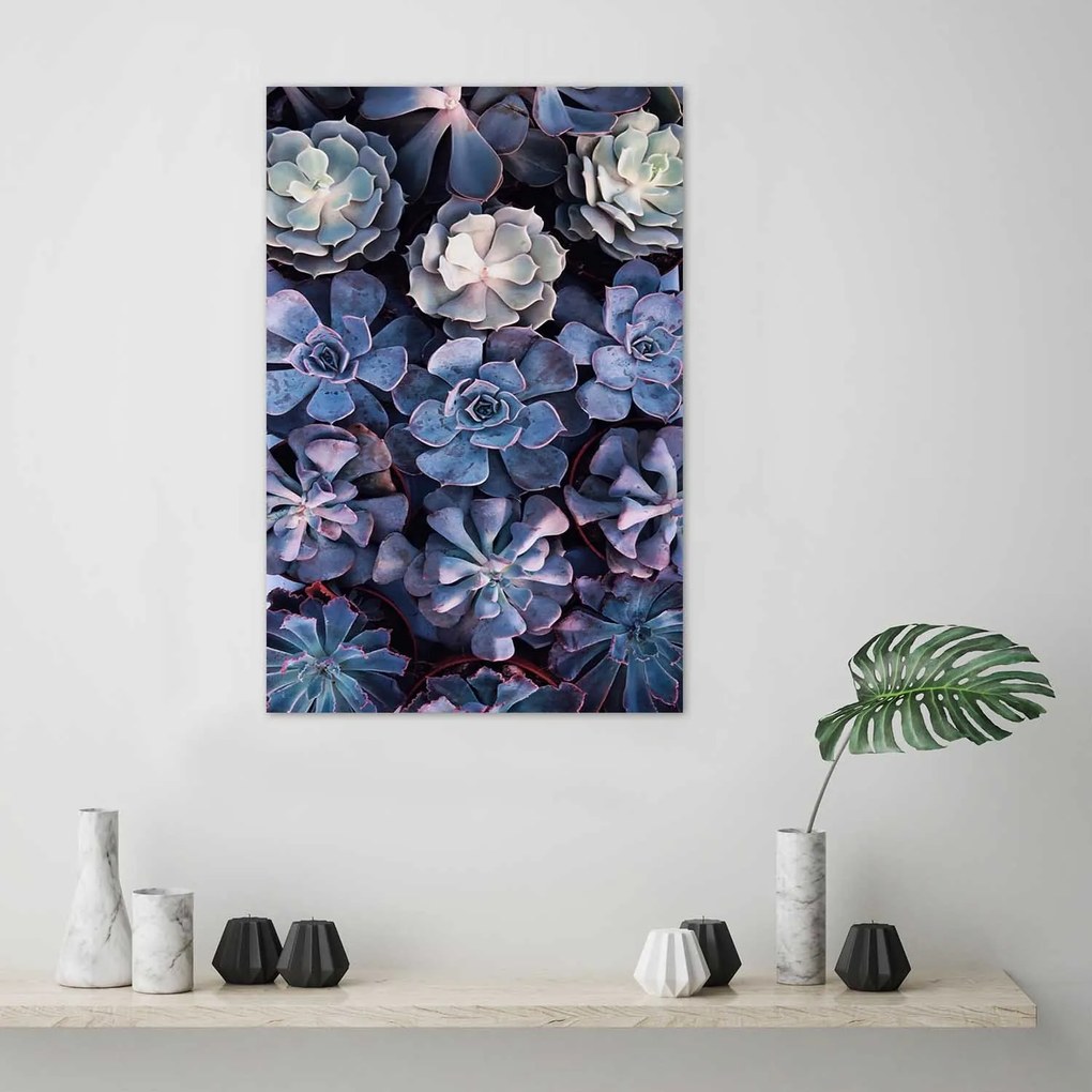 Gario Plagát Zbierka sukulentov Farba rámu: Bez rámu, Rozmery: 30 x 45 cm