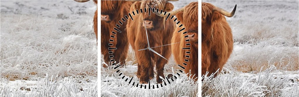 Obraz - Škótske kravy (s hodinami) (90x30 cm)