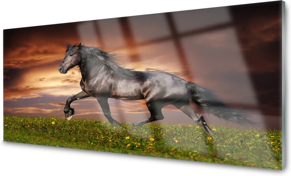 Akrylové obraz Černý kůň louka zvířata