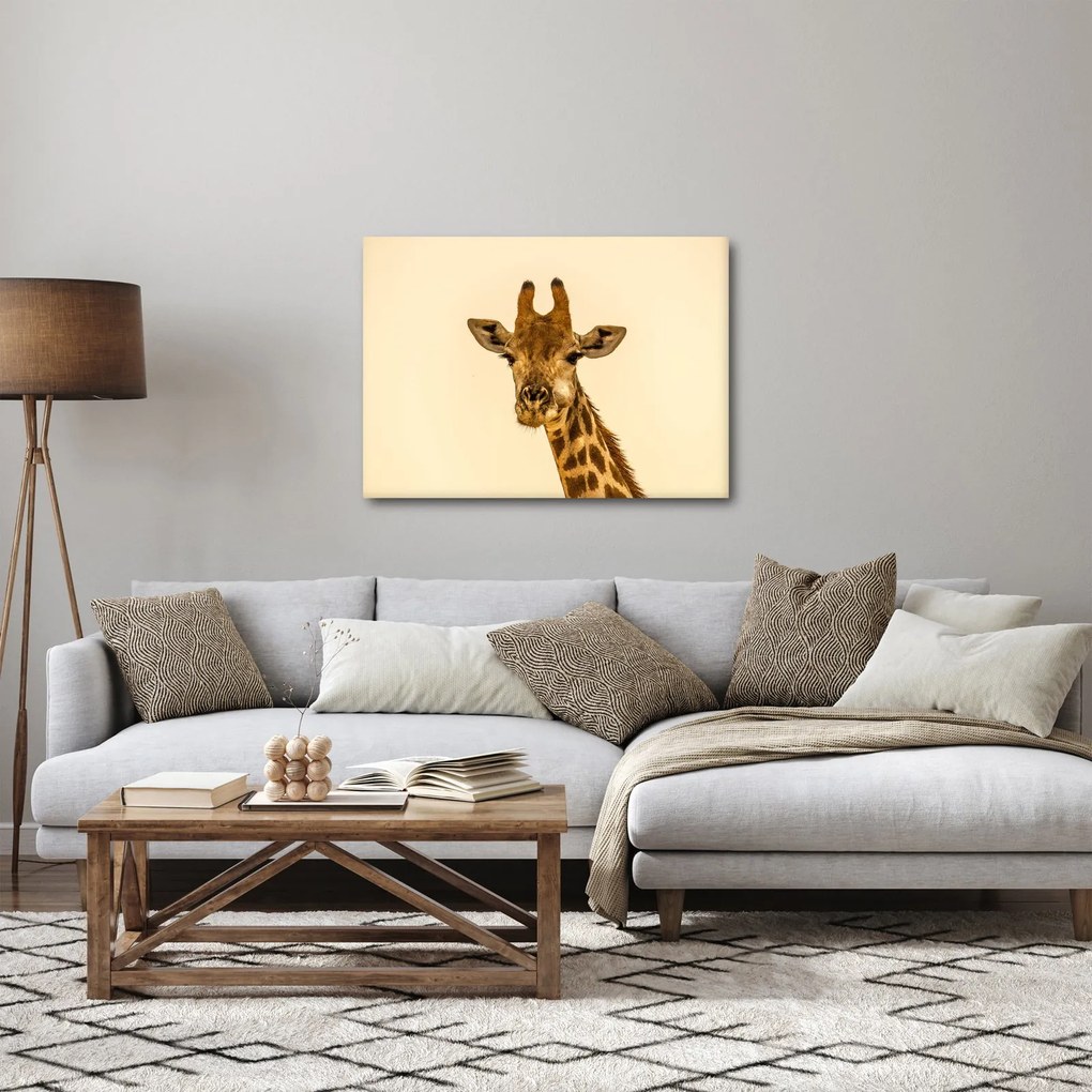 Obraz žirafy (70x50 cm)