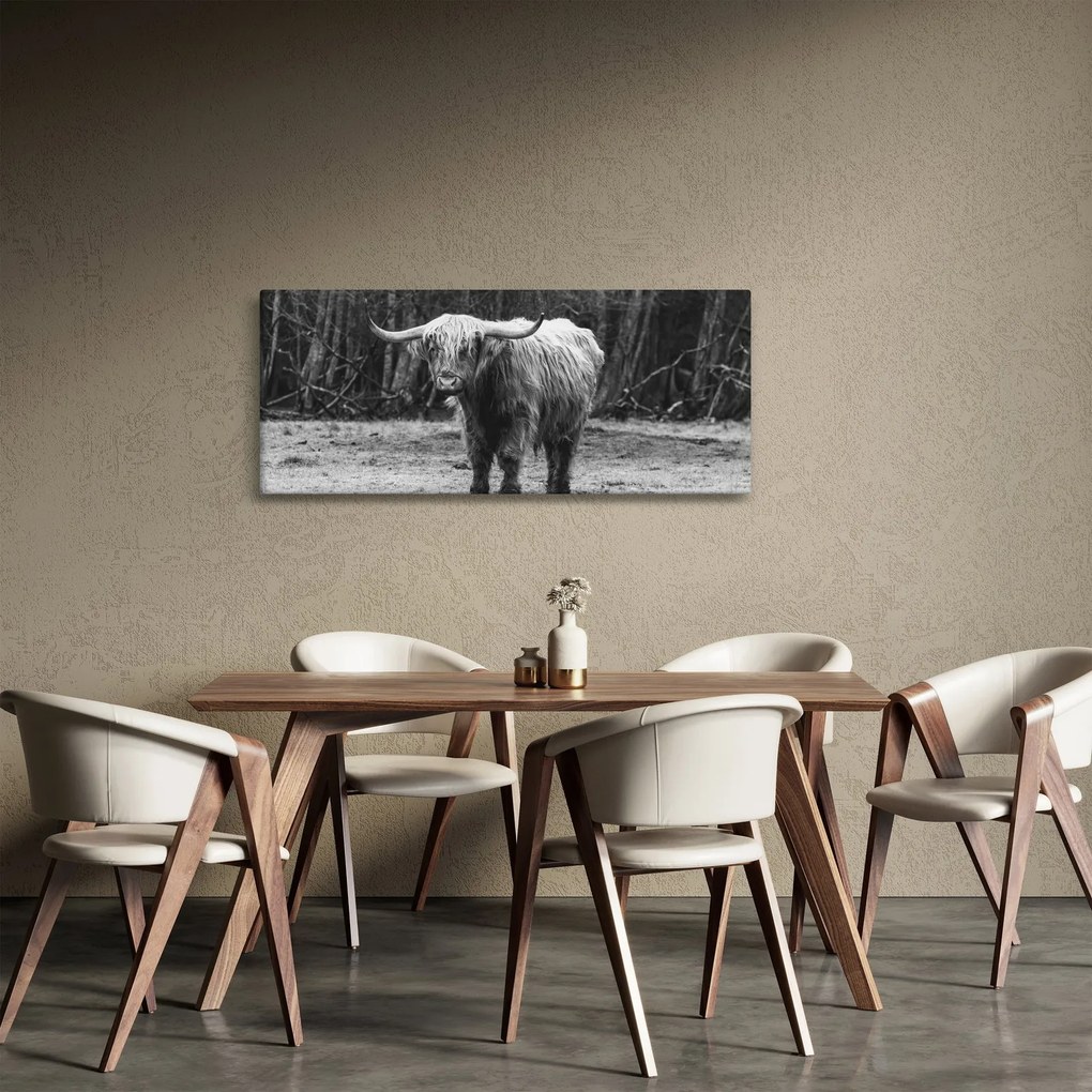 Obraz - Škótska krava 3, čiernobiela (120x50 cm)