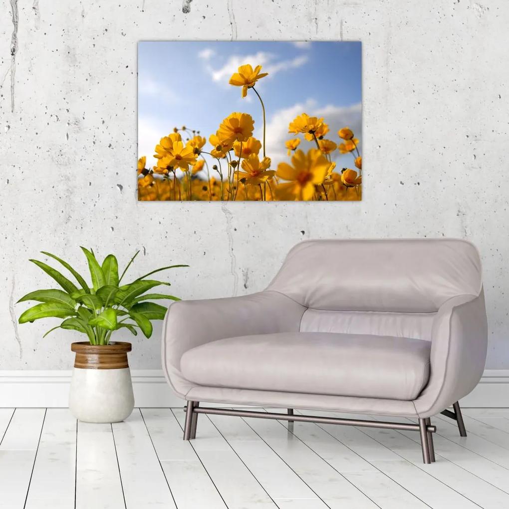 Sklenený obraz poľa s jasne žltými kvetmi (70x50 cm)
