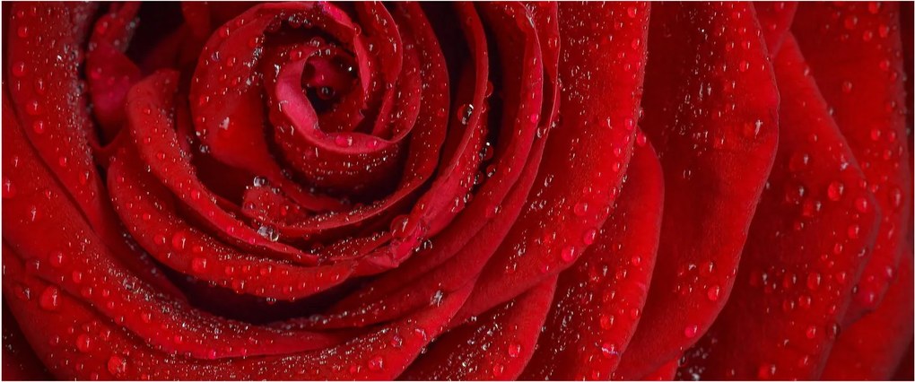 Obraz - detail ruže (120x50 cm)