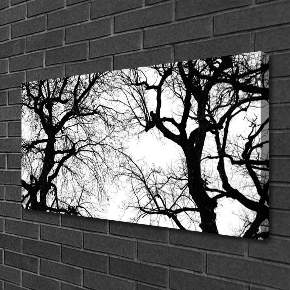 Obraz Canvas Stromy príroda čiernobiely 100x50 cm