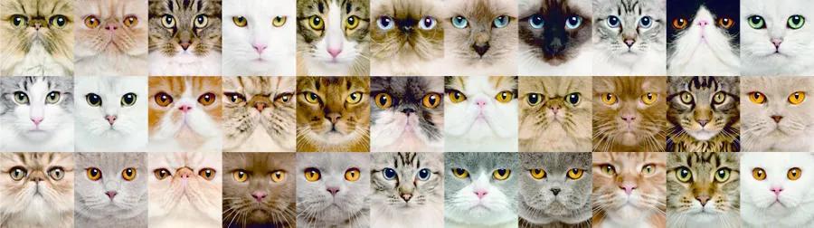 Cats - samolepiaca bordúra