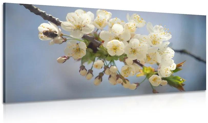 Obraz kvitnúci konárik čerešne Varianta: 120x60