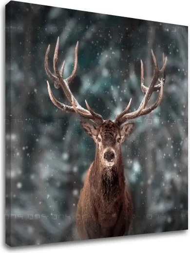 Obraz na stenu ZVIERATÁ_052-12