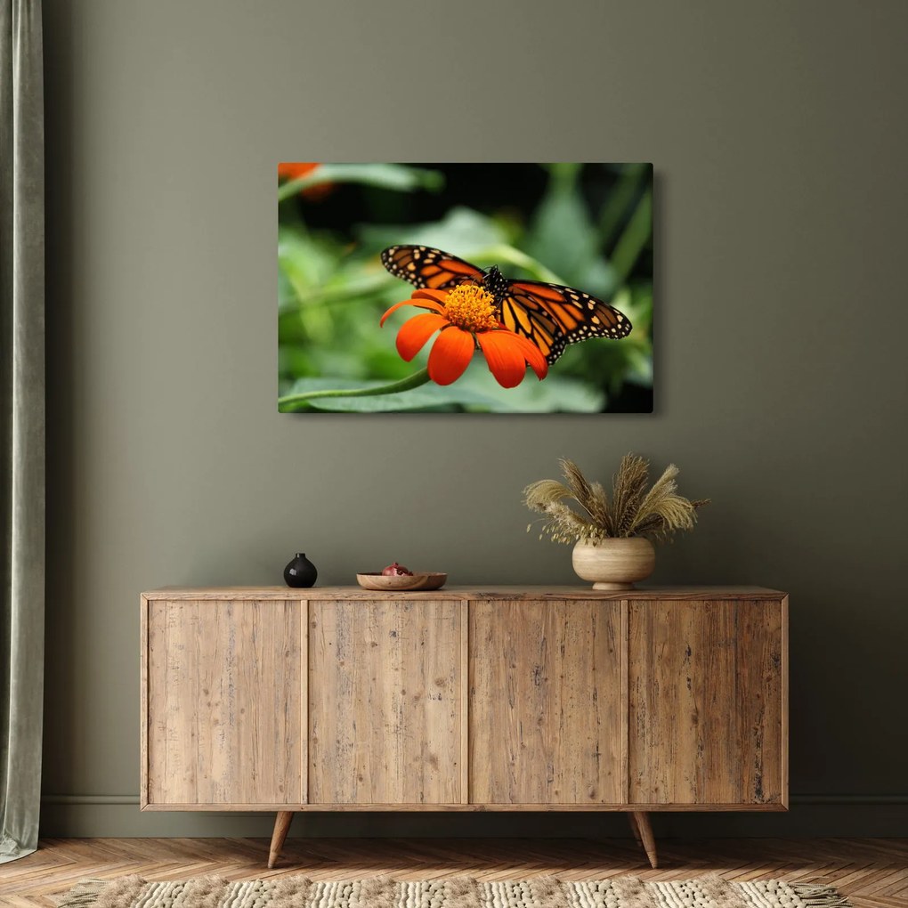 Obraz motýľa na kvetine (90x60 cm)