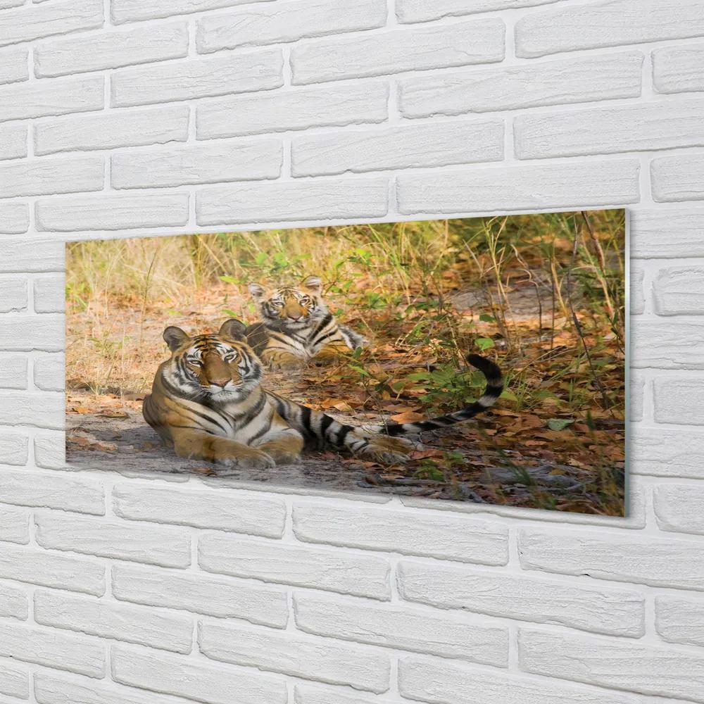 Obraz na akrylátovom skle Tigers 120x60 cm