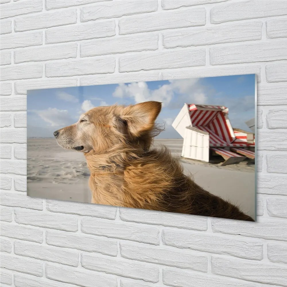 Sklenený obraz Hnedý pes beach 120x60 cm