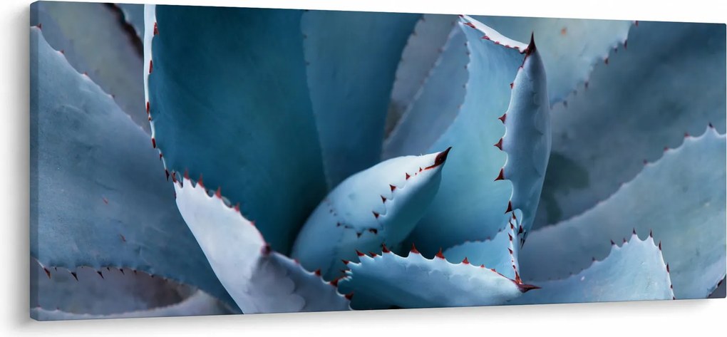 Obraz - Agáve (120x50 cm)